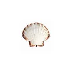 Coquille Saint Jacques naturelle 11+ cm - par 300