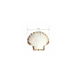 Coquille Saint Jacques naturelle 12+ cm - par 250