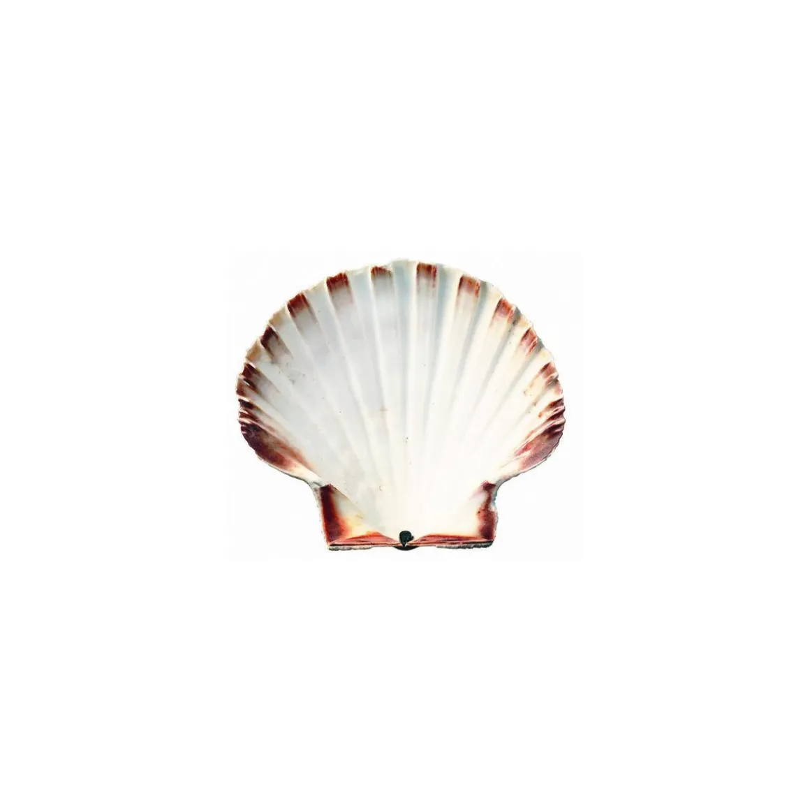 Coquille Saint Jacques naturelle 13,5+ cm - par 160