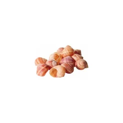 Coquilles Vides d'Escargot belle grosseur - par 1440