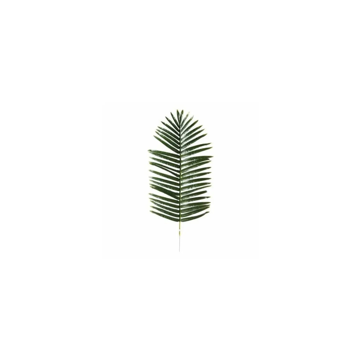 Feuille de palmier 120 x 50 cm