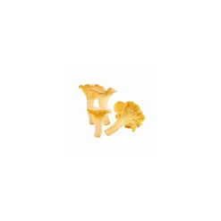 Girolles entières - par 500 g
