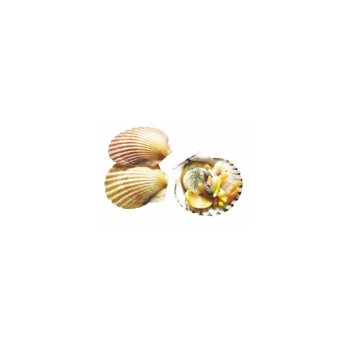 Mini coquille naturelle ø 5 cm - par 50
